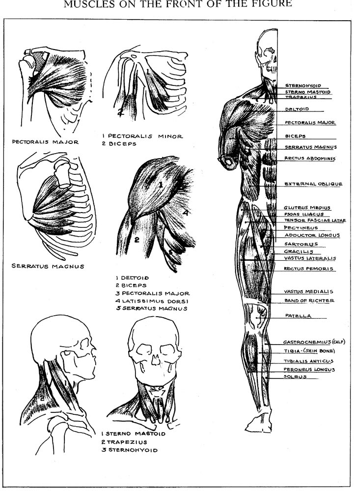 人的身体骨骼结结构图